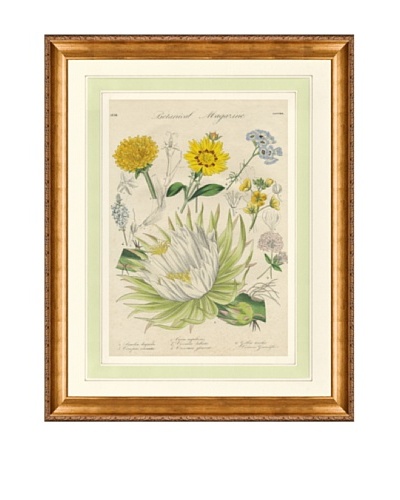 1837 Antique Hand Colored Yellow Botanical Print XI, French Mat