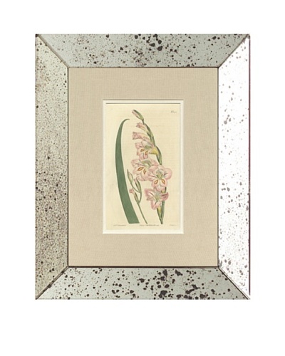 1813 Antique Hand Colored Pink Botanical IV, Mirror Frame