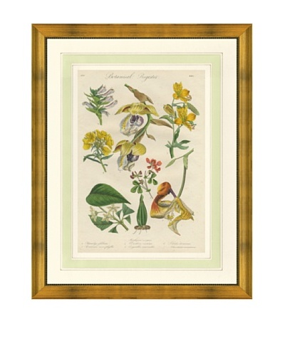 1837 Antique Hand Colored Yellow Botanical Print IX, French Mat