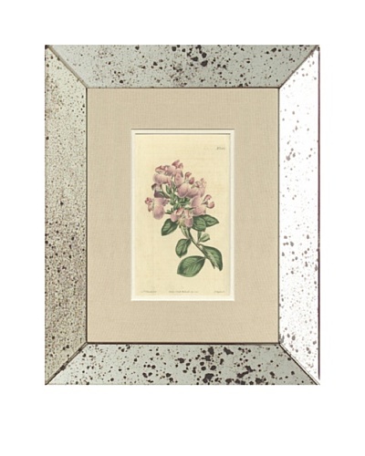 1813 Antique Hand Colored Pink Botanical V, Mirror Frame