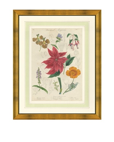 1837 Antique Hand Colored Red Botanical Print III, French Mat