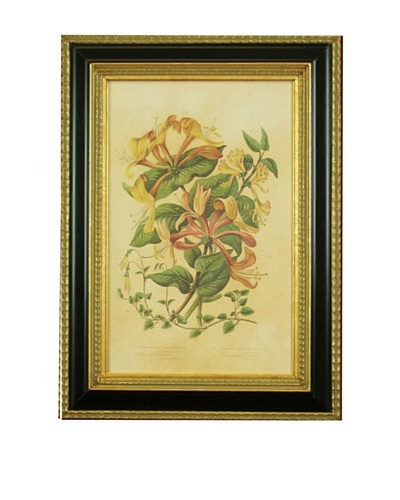 Framed Reproduction Botanical Art Print