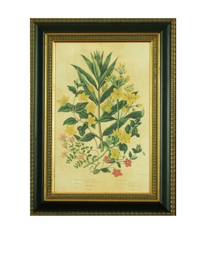 Framed Reproduction Botanical Art Print