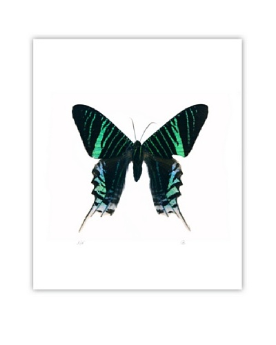 Art Addiction Acrylic Printed Blue Green Butterfly