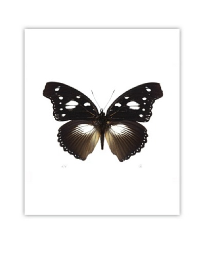 Art Addiction Acrylic Printed Brown Butterfly