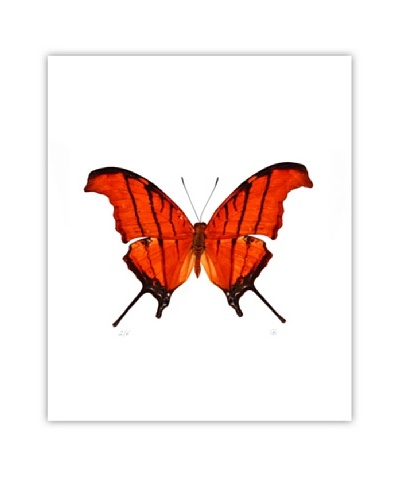 Art Addiction Acrylic Printed Orange Butterfly
