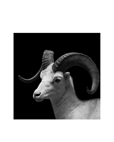 Art Addiction Square Mountain Goat IIAs You See