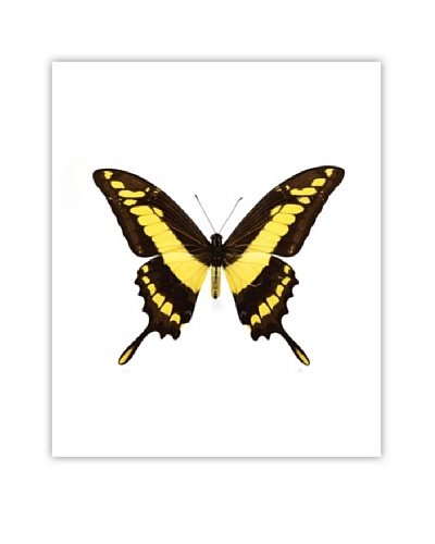 Art Addiction Acrylic Printed Yellow Butterfly I