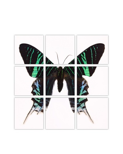 Art Addiction Acrylic Printed Green Butterfly, Polyptych