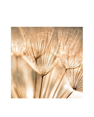 Art Addiction Dandelion Seed I