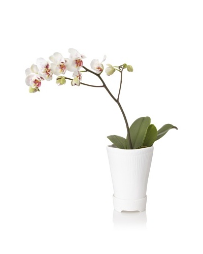 Barreveld International Fine Bone China Planter with Plate, White