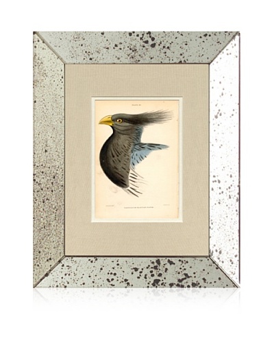 1854 Mirror Frame Bird Print II