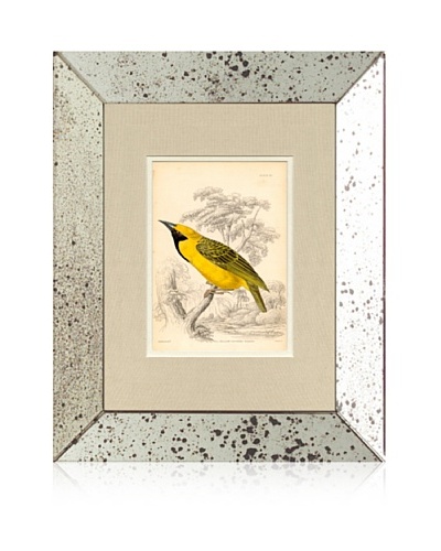 1854 Mirror Frame Bird Print III