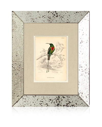 1854 Mirror Frame Bird Print V