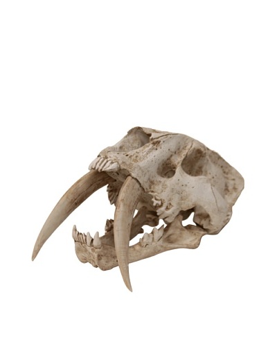 Bliss Studio Prehistoric Predator Skull