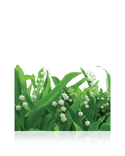Brewster Komar Lilies of the Valley Wall Mural