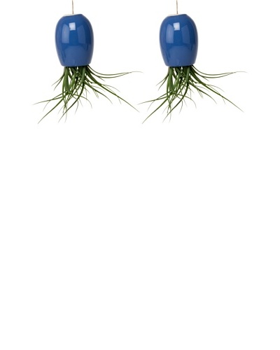 Chive Set of 2 Blue Large Plant Shades