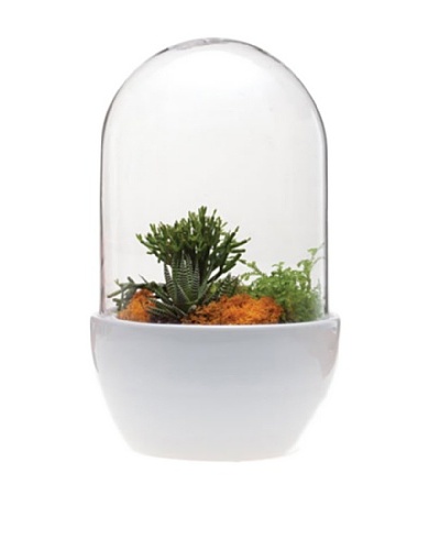 Chive White Pill Terrarium