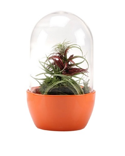 Chive Orange Pill Terrarium