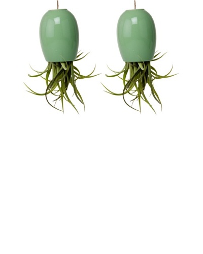 Chive Set of 2 Peridot Large Plant Shades