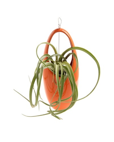 Chive Orange Hanging Aerium Egg Vase