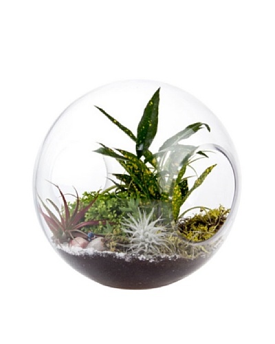 Chive Glass Wind Tunnel Terrarium