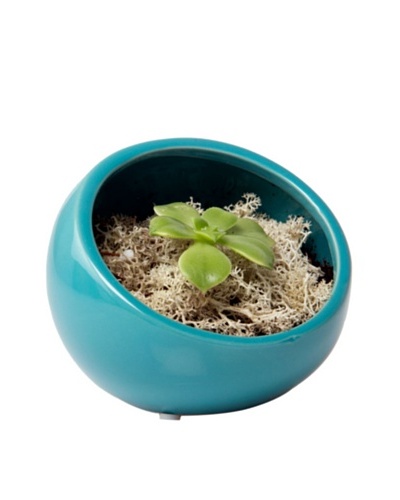 Chive Teal Half Moon Terrarium Bowl