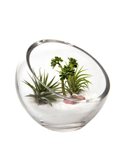 Chive Glass Terrarium Bowl