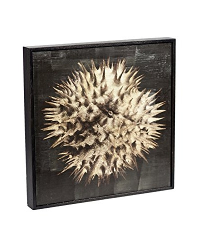 Chris Dunker for Phylum Design Datura #2, Encaustic Photograph