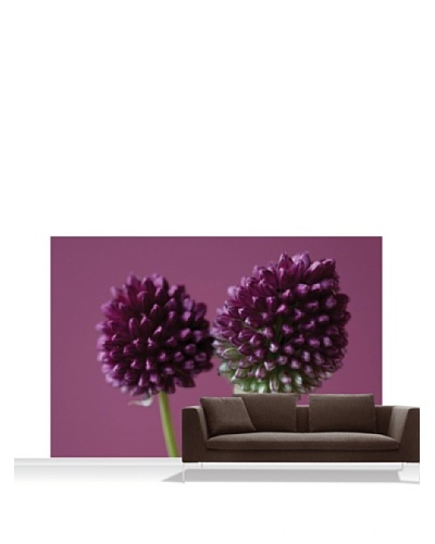 Clive Nichols Photography The Purple Flowers of Allium Sphaerocephalon Mural, Standard, 12' x 8'