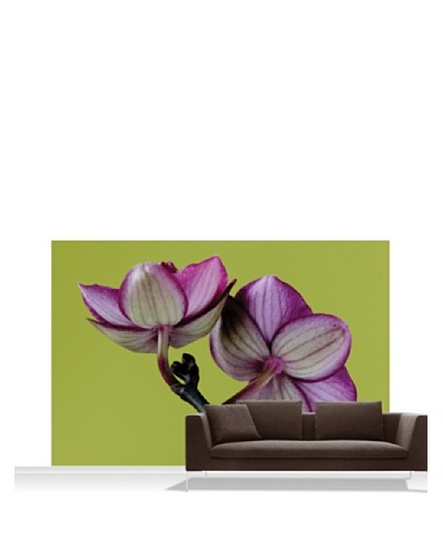 Clive Nichols Photography A Doritaenopsis Orchid III Mural, Standard, 12′ x 8′