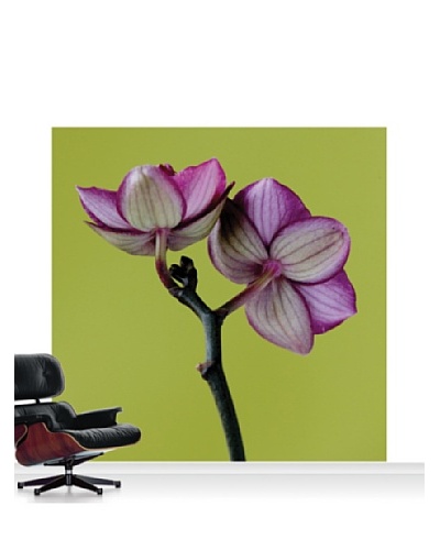 Clive Nichols Photography A Doritaenopsis Orchid III Mural, Standard, 8' x 8'