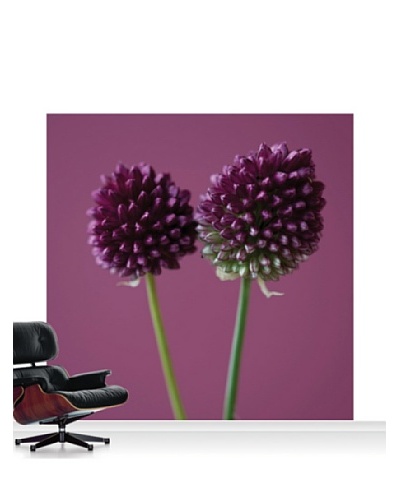 Clive Nichols Photography The Purple Flowers of Allium Sphaerocephalon Standard Mural - 8' x 8'