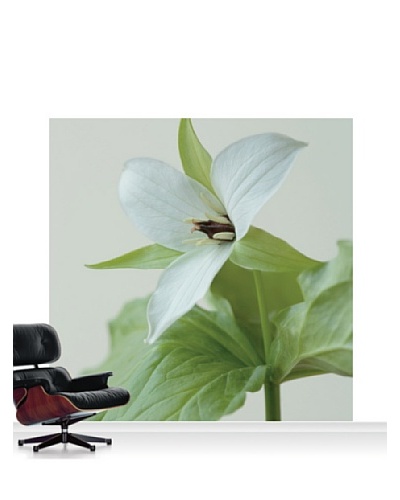 Clive Nichols Photography The White Flower of Trillium Simile Mural, Standard, 8' x 8'