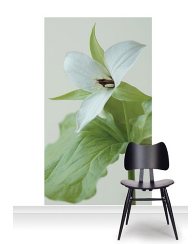 Clive Nichols Photography The White Flower of Trillium Simile Standard Mural