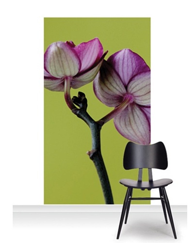 Clive Nichols Photography A Doritaenopsis Orchid III Mural [Accent]