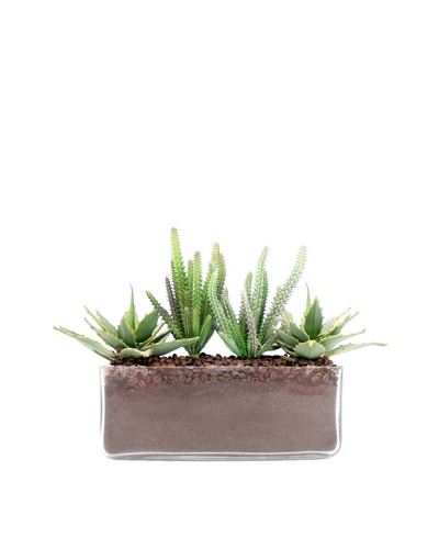 Creative Displays Cactus in Rectangular Glass Planter