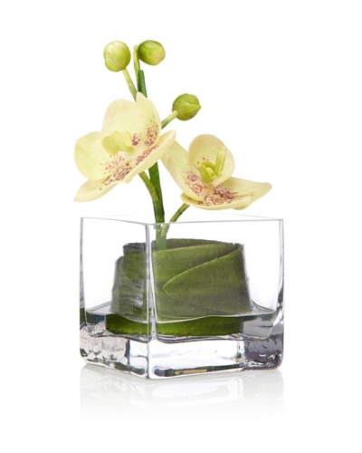 Flower Fusion Orchid in Square Glass, Green
