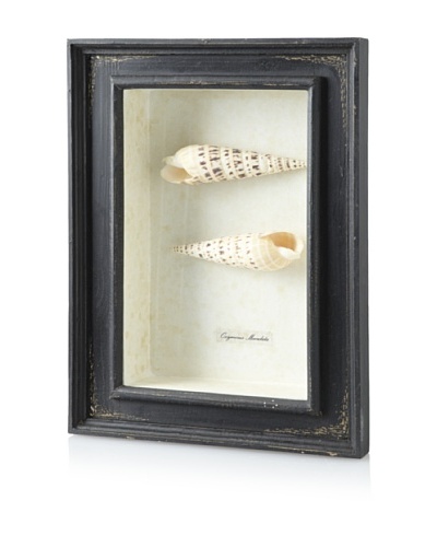 Diamond Reef Maculata Shell Shadow Box [Black]