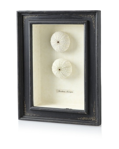 Diamond Reef Sea Urchin Shadow Box [Black]