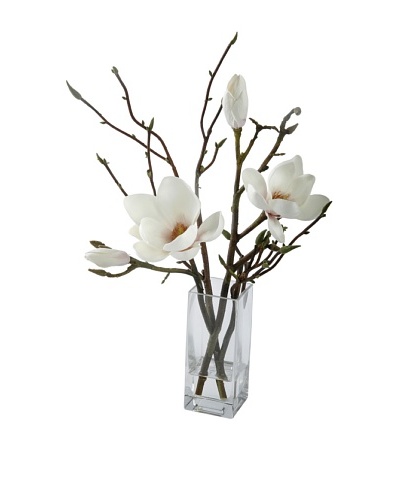 Magnolia in Glass