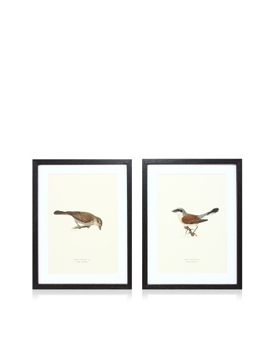 Wright Brothers Bird Prints, C. 1920, Pair