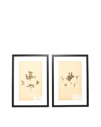 Herbarium Prints, C. 1930, Pair