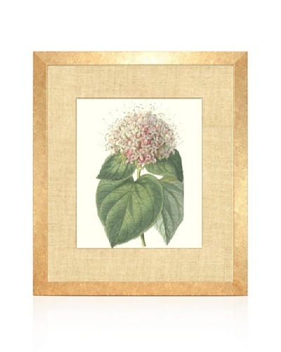 Fragrant Clerodendron