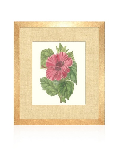Chinese Rose Mallow