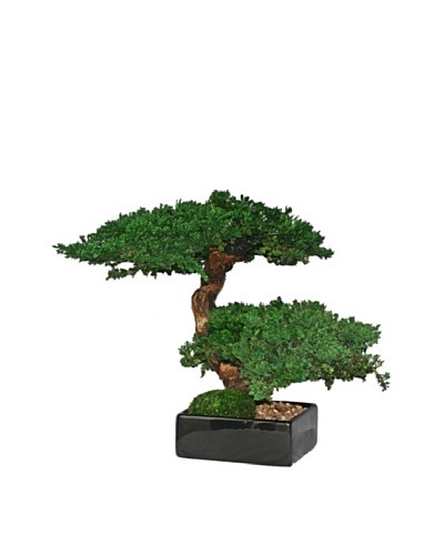 Forever Green Art Handmade Double Monterey Bonsai Tree