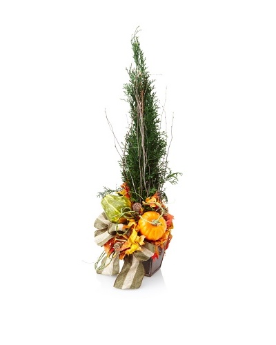 20″ Holiday Arborvitae Tree