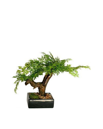 Forever Green Art Handmade Aralia Bonsai Tree