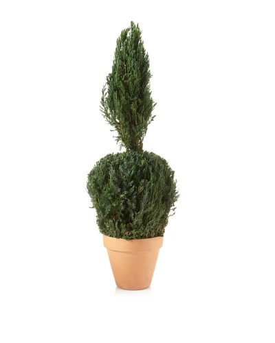 Forever Green Art Juniper Ball Cone Topiary