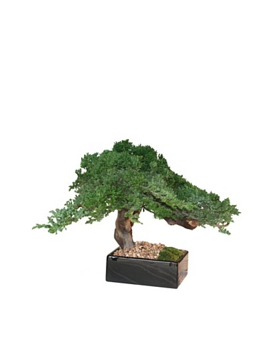 Forever Green Art Handmade Single Juniper Bonsai Tree